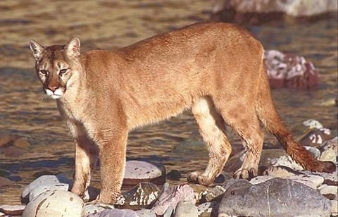 Cougar